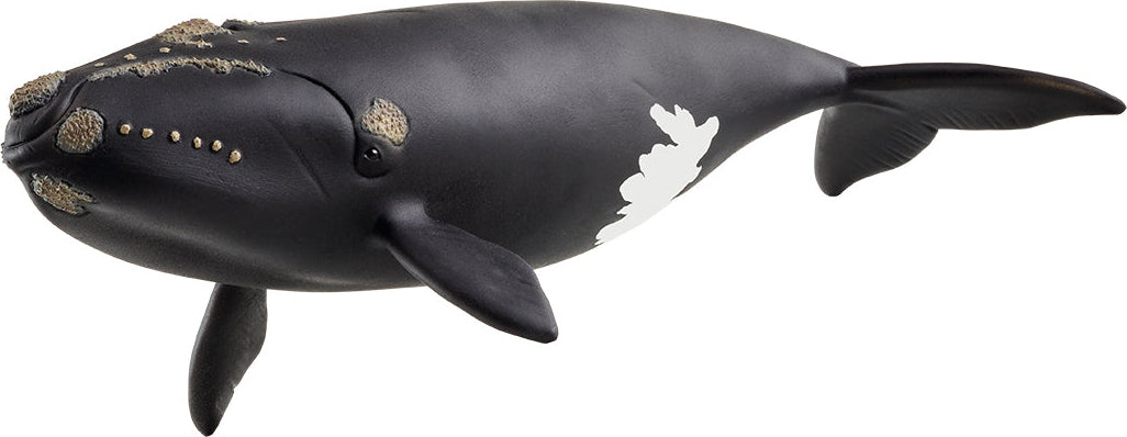 schleich WILD LIFE North Atlantic Right Whale – The Toy Maven
