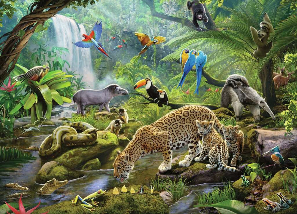 Rainforest Animals