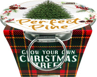 Perfect Pine - Grow Your Own Christmas Tree