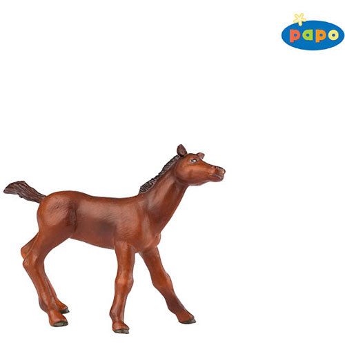 English Thoroughbred Foal