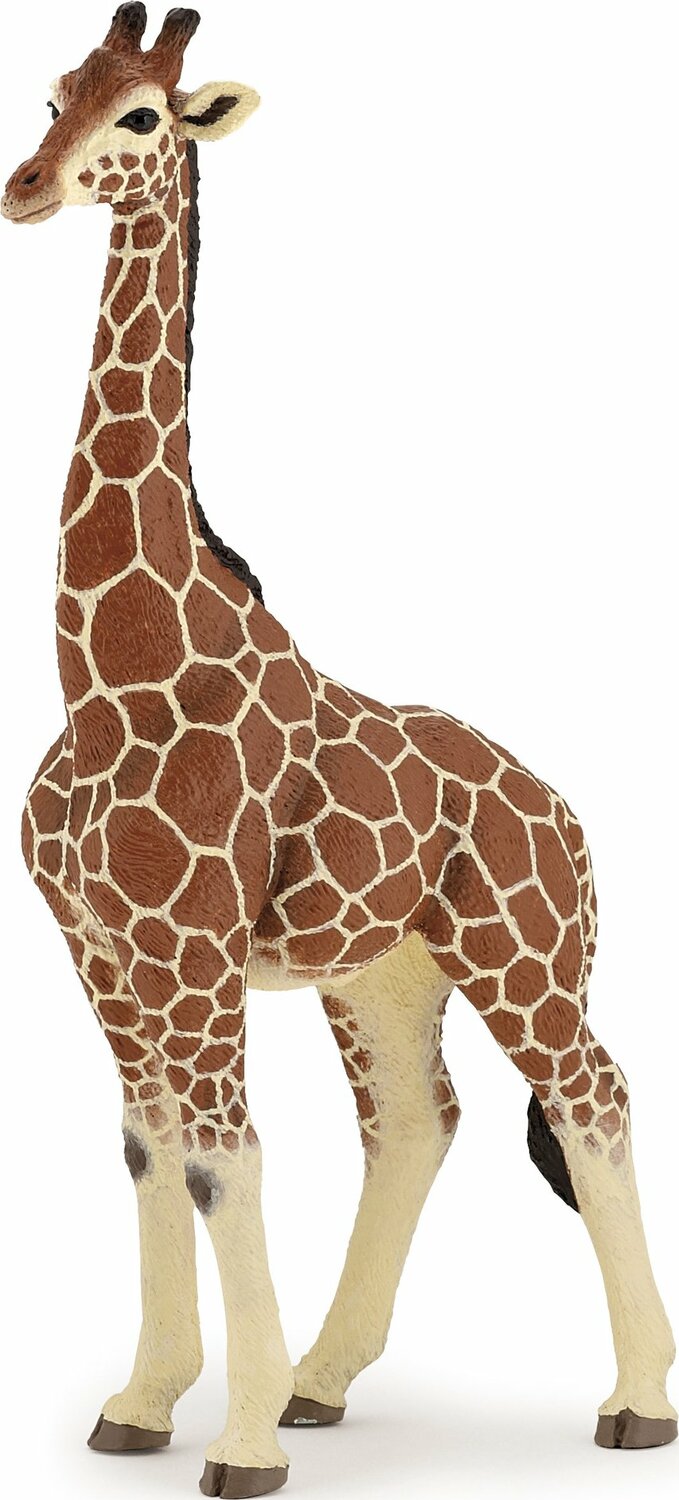 Giraffe Male